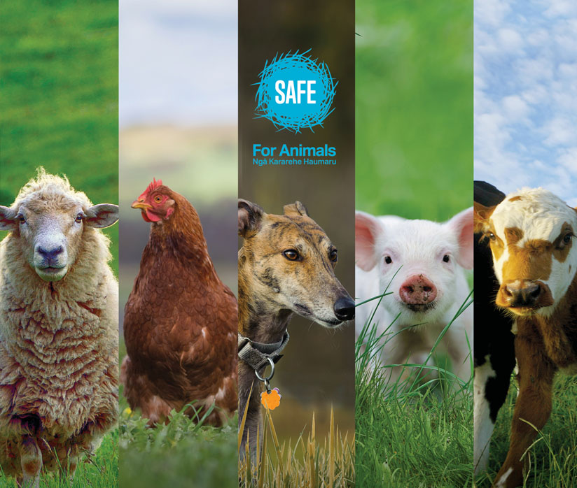 S.A.F.E. SAVE ANIMALS FROM EXPLOITATION